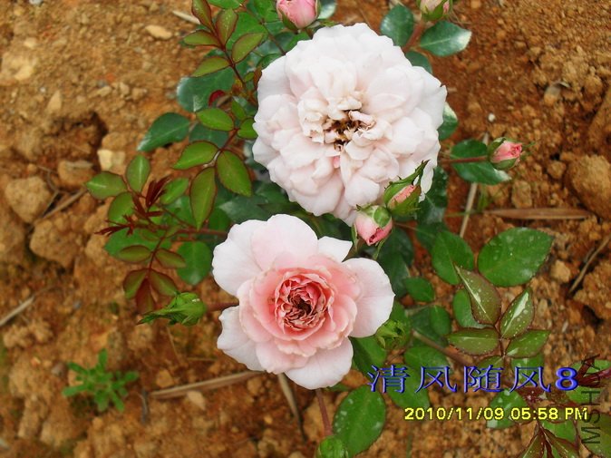 ��ɫ΢�� (1).jpg