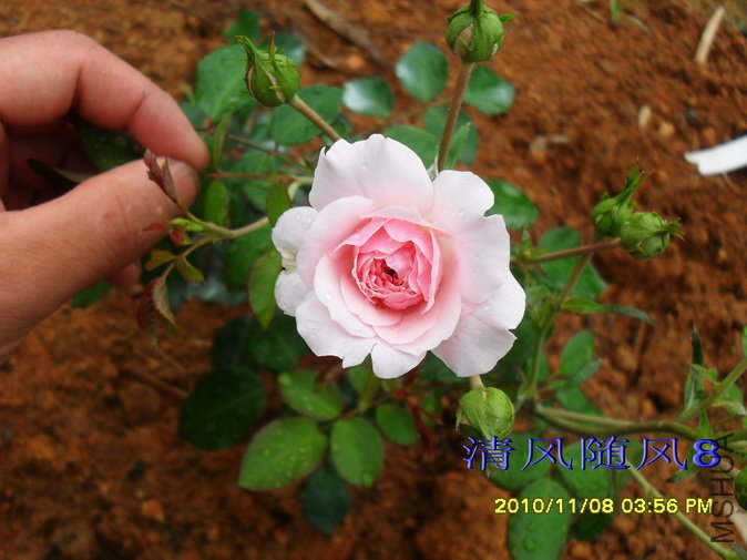 ��ɫ΢�� (4).jpg