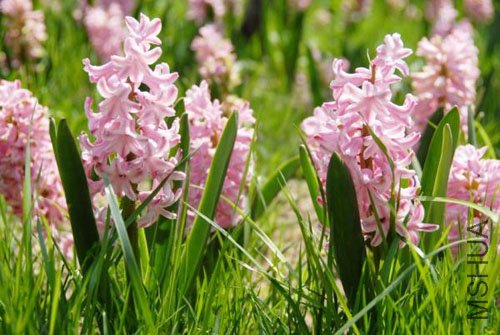 112091-600x402-pink-hyacinth.jpg