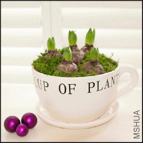 Cup_and_Saucer_Hyacinth_Planter.gif