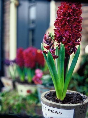 HowdyDoorWithHyacinth.jpg