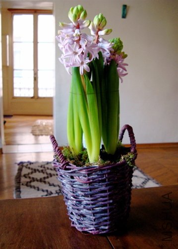 hyacinth (1).jpg