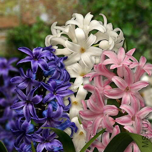 hyacinth-blue-pink-white-2.jpg