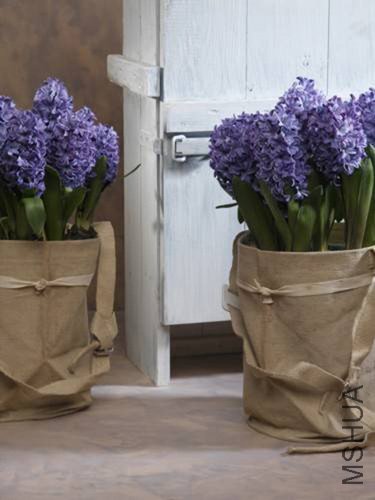 HyacinthInCanvasBags.jpg