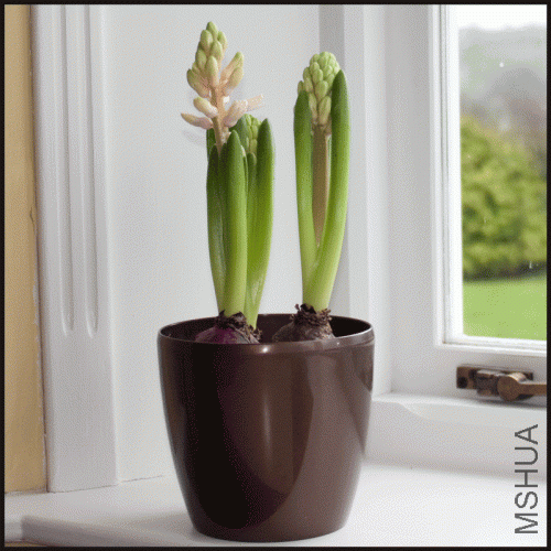 hyacinth-planter.gif