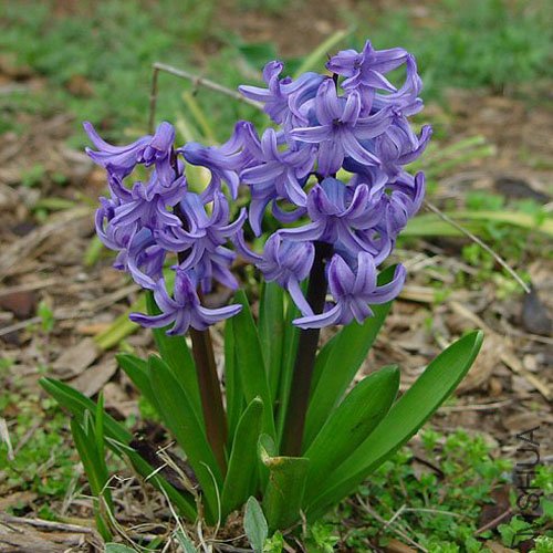 Hyacinthus_plant.jpg