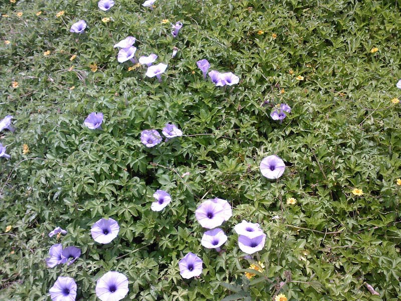 SP_A02581.jpg