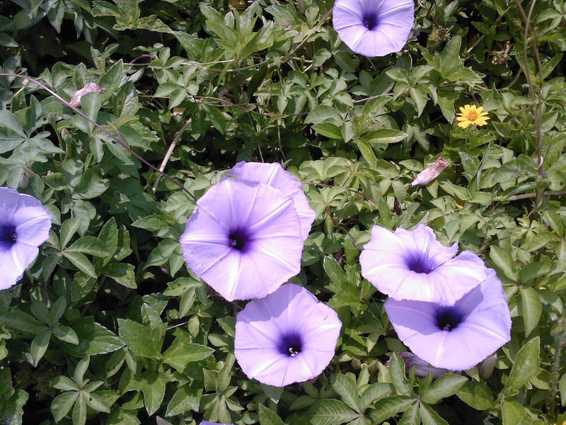 SP_A02591.jpg