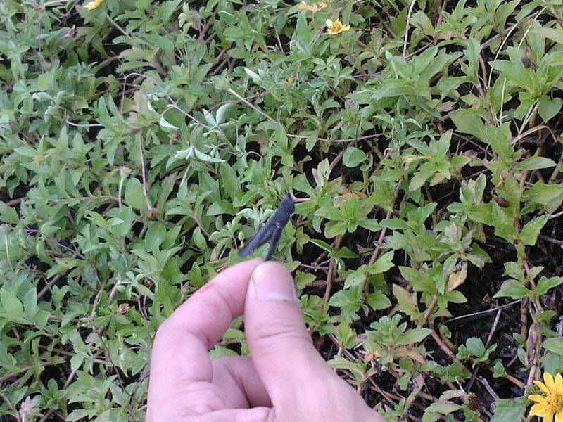 SP_A02761.jpg