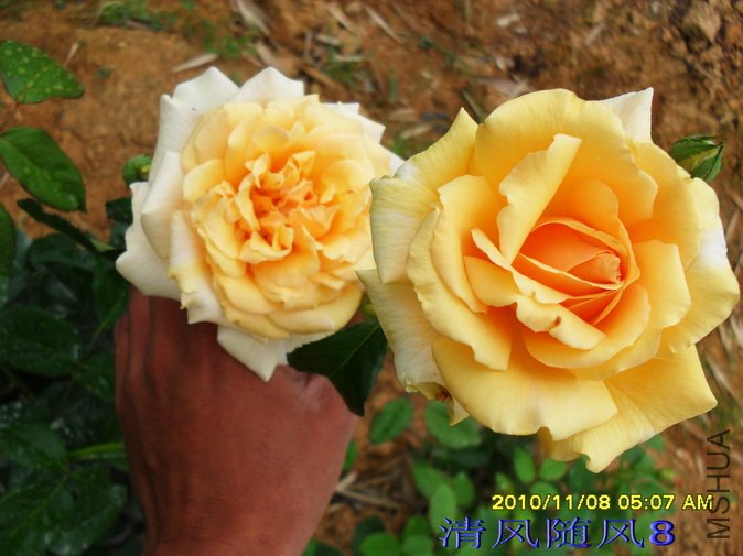 ��˹��.������Just Joey��.jpg