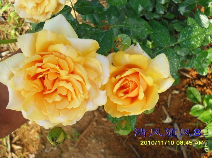 ��˹��.������Just Joey�� (2).jpg