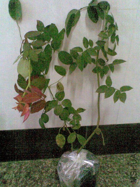 20110811(011).jpg