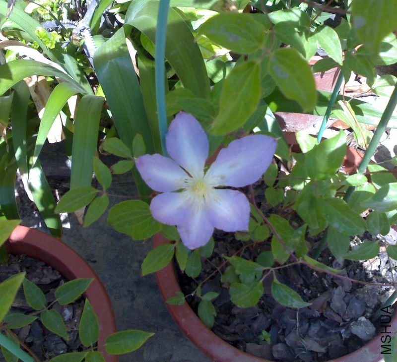 20110513015.jpg