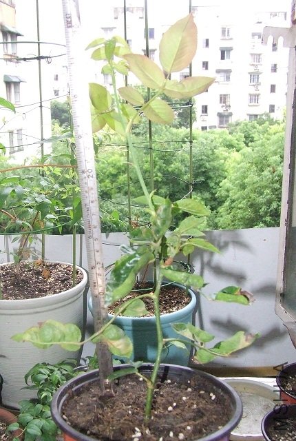DSCF8671.JPG