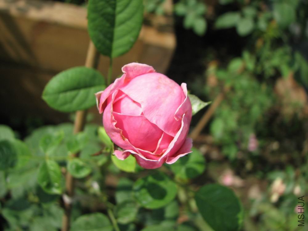 ������С ��Ƭ���ɾ��񻨰� 116.jpg