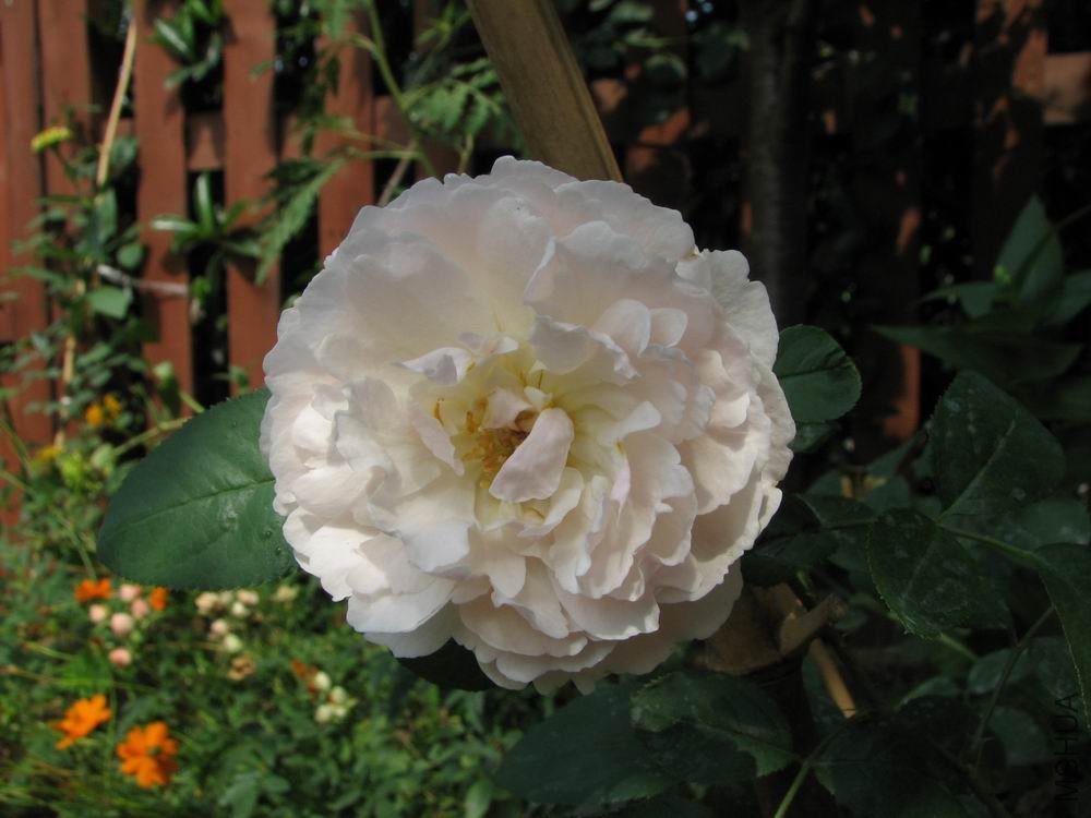 ������С ��Ƭ�³�˹�� 126.jpg