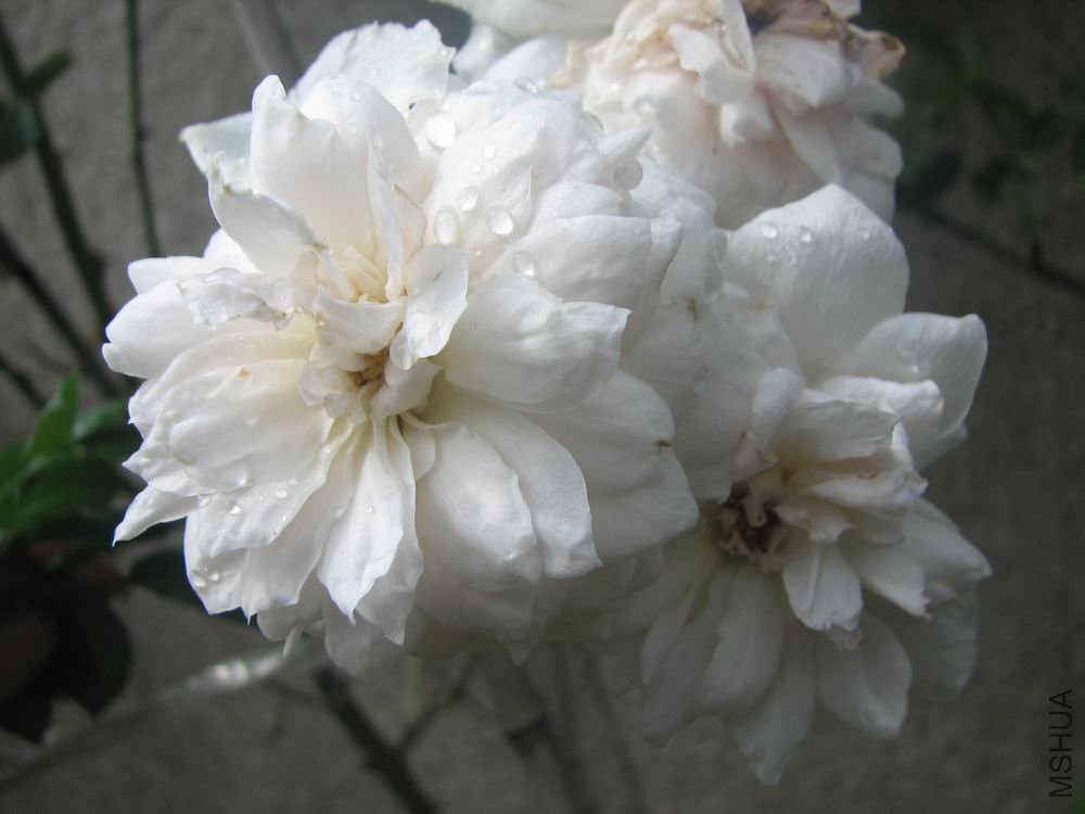 ������С ��Ƭ ��˹��2008105.jpg