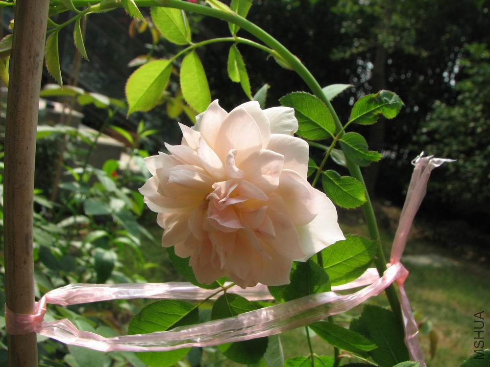 ������С ��Ƭ����˹ 082.jpg