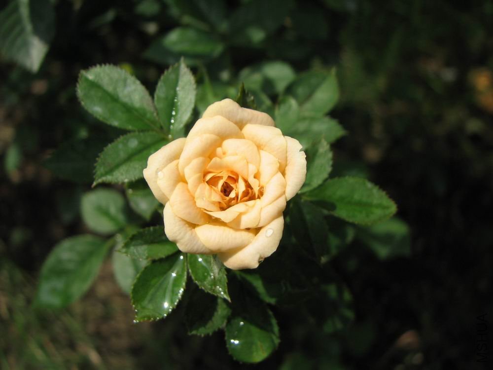 ������С ��Ƭ���� 109.jpg