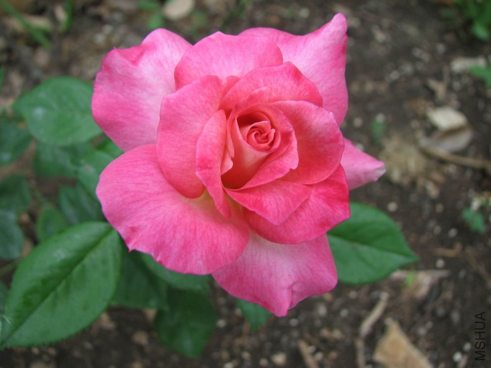 ������С ��Ƭ����裿 022.jpg