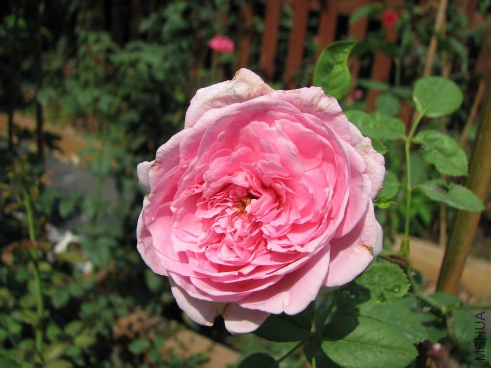 ������С ��Ƭ���ɾ��� 113.jpg