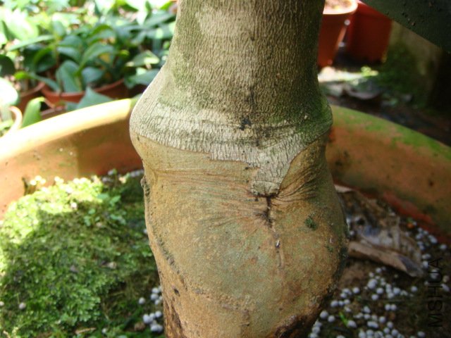 DSC07841.JPG