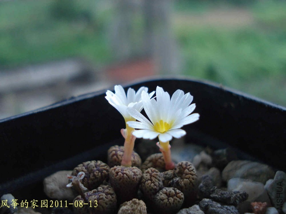 DSC03314.jpg