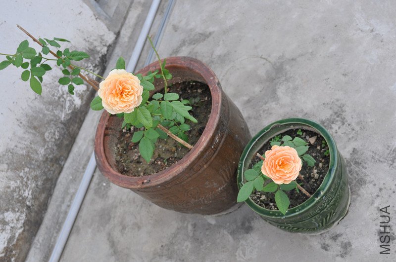 dsc_0712_����.jpg