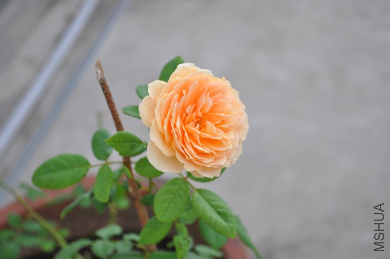 dsc_0702_����.jpg