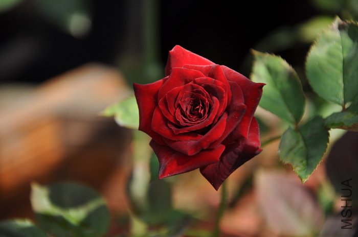 2011.8.2 012�ڰͿ�.jpg