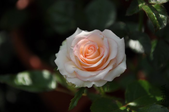 2011.8.2 014С��.jpg