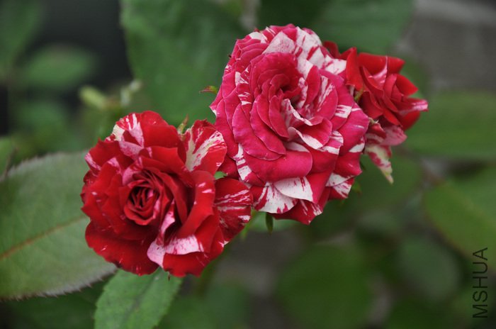 2011.8.2 028��Ҷ.jpg