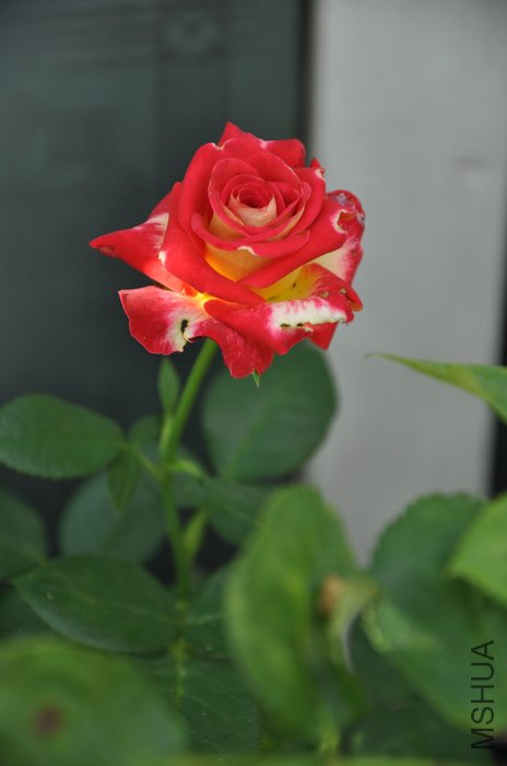 2011.8.13 034.jpg