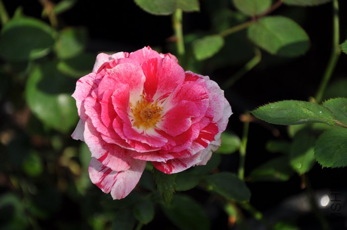 2011.8.2 011˵��.jpg