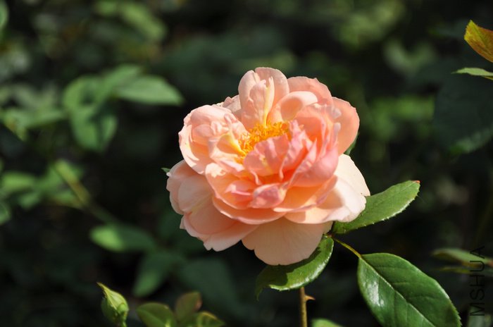 2011.8.2 018�˼�����.jpg