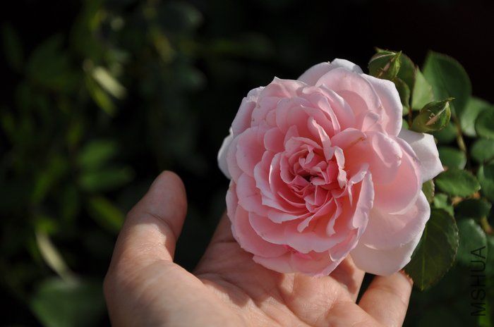 2011.8.13 006�ҹ���.jpg