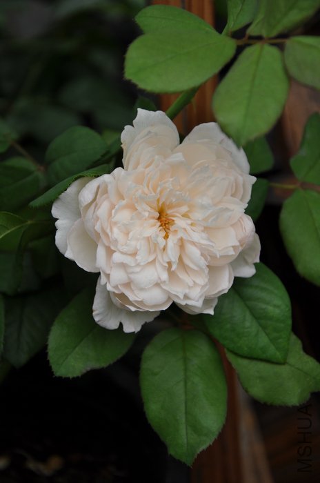 2011.8.13 044԰��.jpg