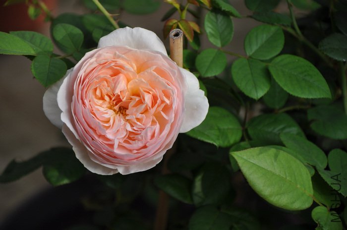 2011.8.13 037������.jpg