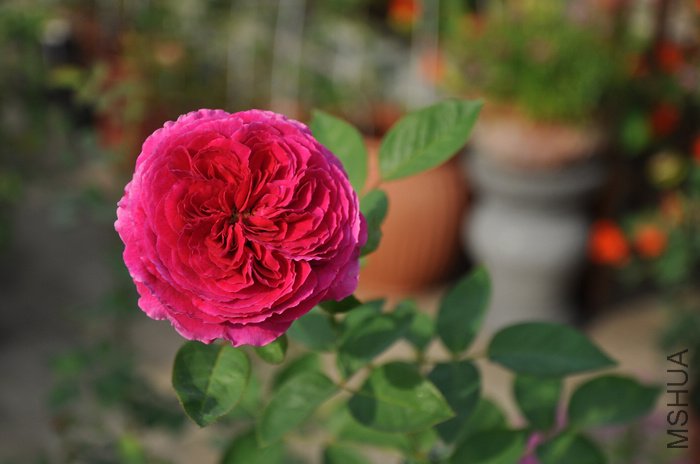 2011.8.13 010��˹����.jpg