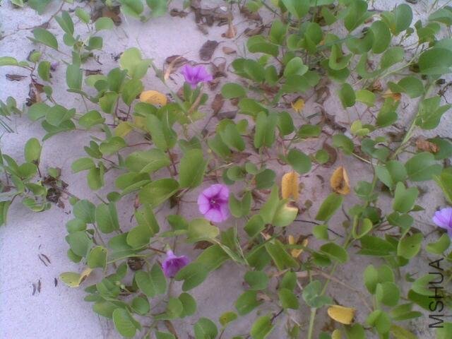 20110813.jpg