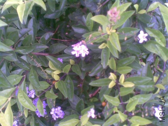 20110813_004_.jpg