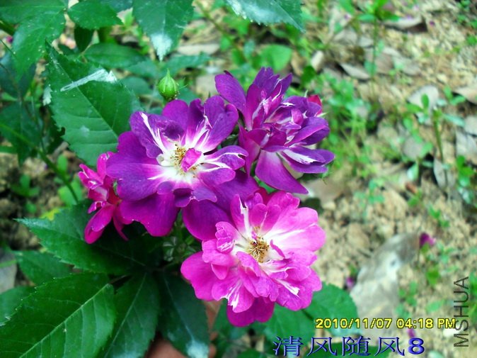 ������ (5).jpg