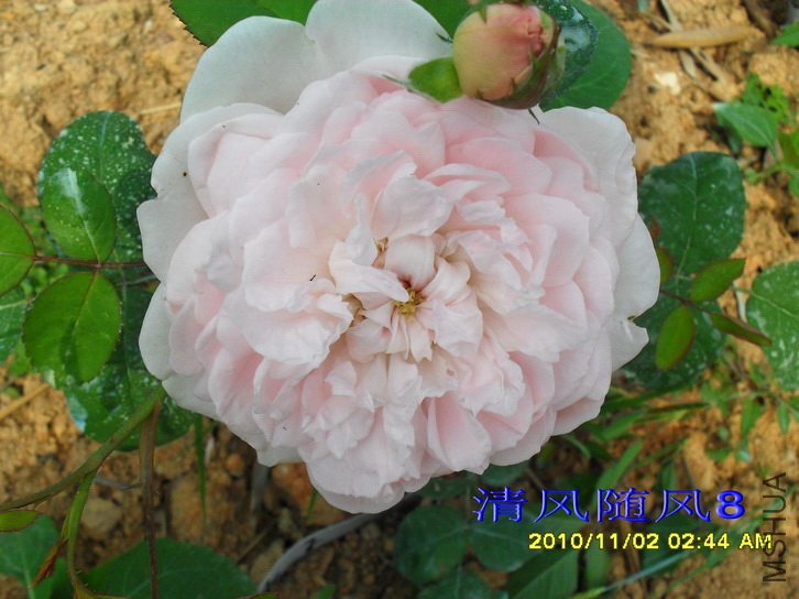 ���� (Eglantyne) (4).jpg