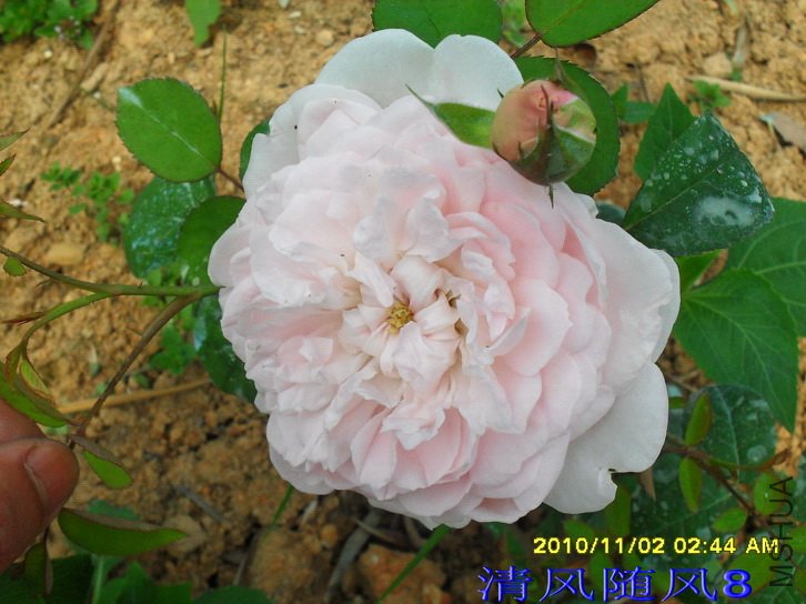 ���� (Eglantyne) (5).jpg