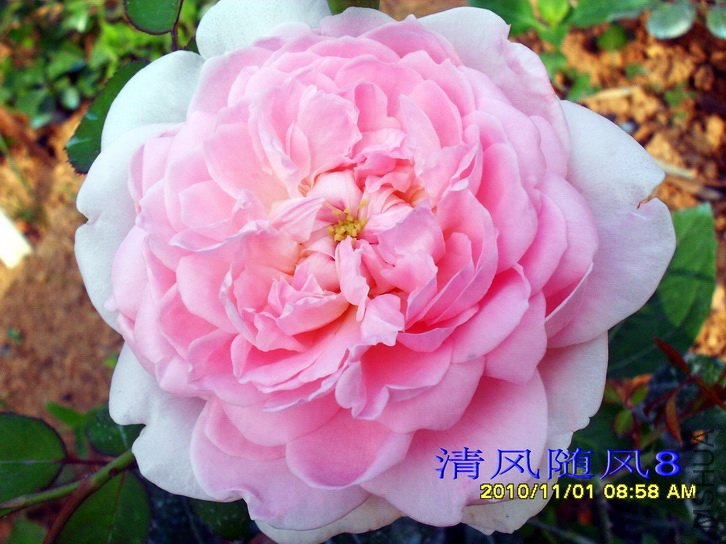 ���� (Eglantyne) (1).jpg