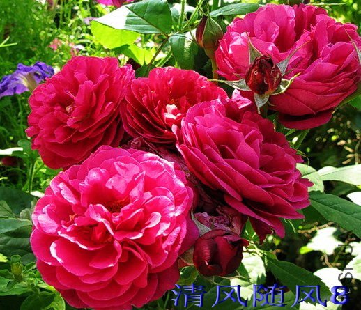 ���ص°�ɭ�ٶ���Bicentenaire de Guillot��1 (1).jpg