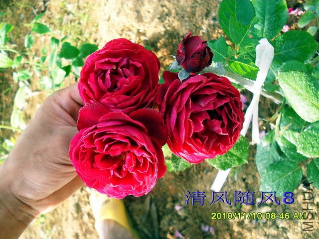 ���ص°�ɭ�ٶ���Bicentenaire de Guillot��1.jpg