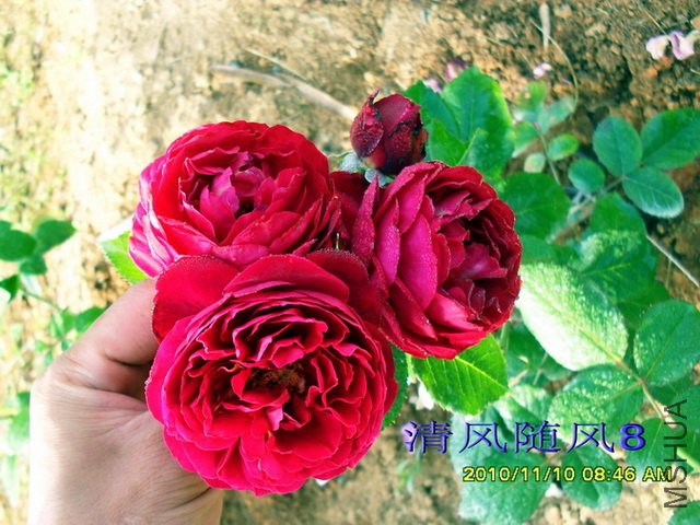 ���ص°�ɭ�ٶ���Bicentenaire de Guillot��1 (4).jpg