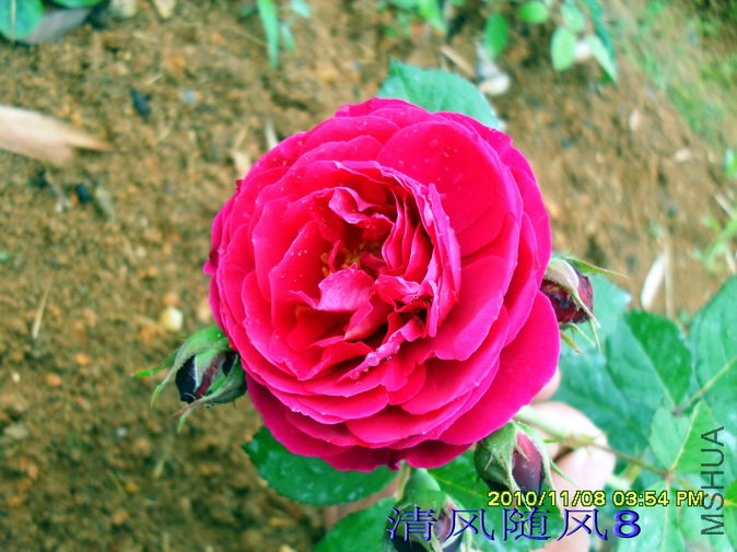 ���ص°�ɭ�ٶ���Bicentenaire de Guillot��1 (2).jpg