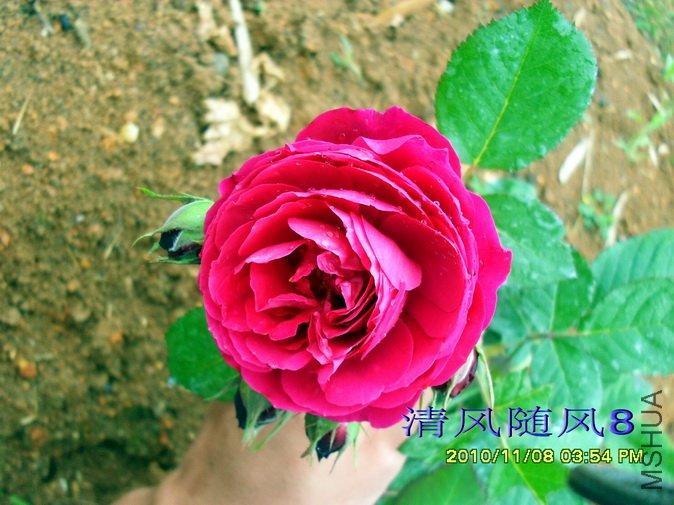 ���ص°�ɭ�ٶ���Bicentenaire de Guillot��1 (3).jpg